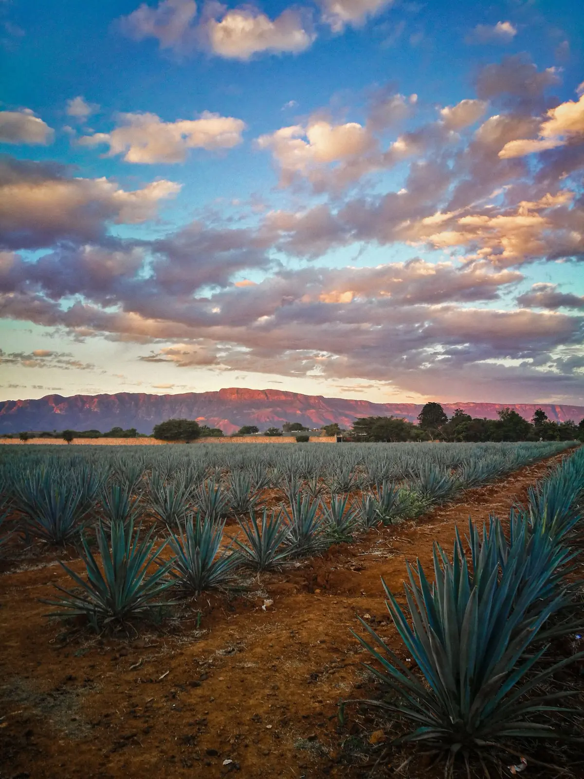 Campo de agave al atardecer